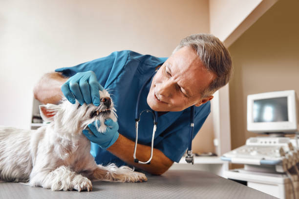 Best Same-Day Emergency Dental Services in Avonmore, PA